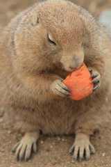 prairie dog - Cynomys ludovicianus