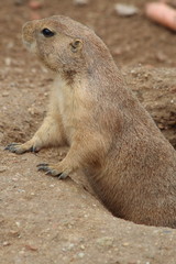 prairie dog - Cynomys ludovicianus