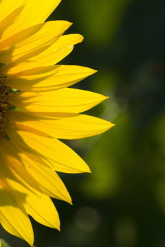 the detail of a beautiful yellow sunflower