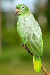 the parrot