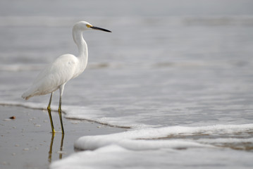the ecuadorian white heron on pacific ocean