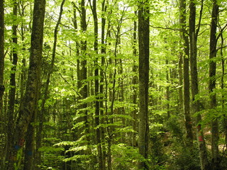Fototapeta na wymiar las bukowy, Vercors