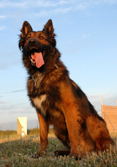 tervueren, lumiere du soir