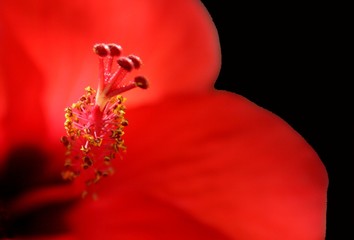 Rote Blüte © Martina Stumpp