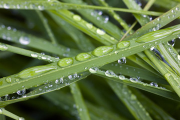Grass close up after a rain in the summer