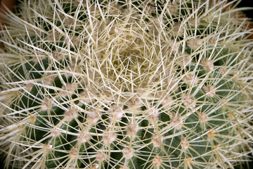 Spines of a cactus make an interesting texture.