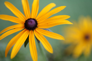 Obraz premium flower