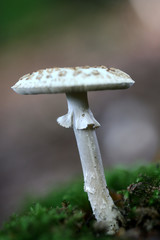  mushroom close up .