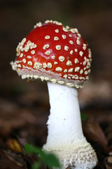 red and white mushroom close up .