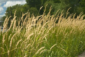wild wheat
