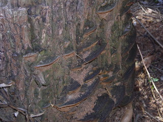 Close up of tree stump 1 fungus