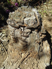 Tree stump 2 with fungus