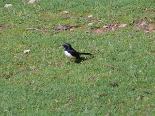 willy wagtail