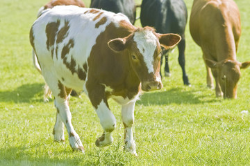 Fototapeta na wymiar cattle in field on country estate