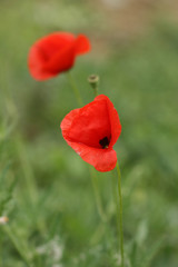 red poppy in green field, macro
