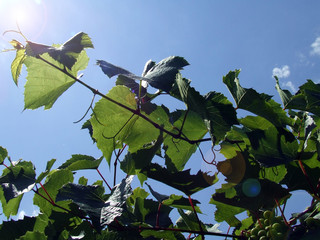 Wein im Sommer