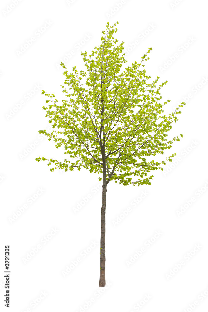 Wall mural Young tree isolated on a white background