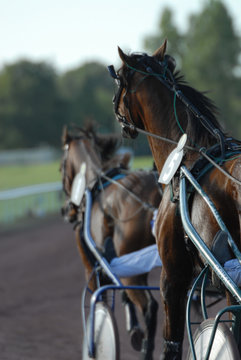 Courses Hippiques De Trot