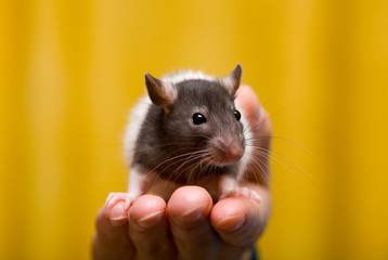 Young house rat on a hand on a yellow background