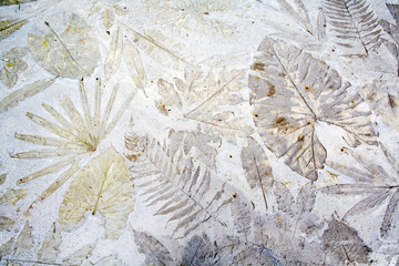 Pattern