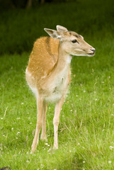 Deer on grass in meadow - portrait orientation
