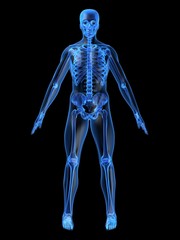 menschliches skelett