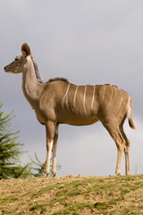Naklejka premium Greater Kudu (tragelaphus strepsiceros) - portrait orientation