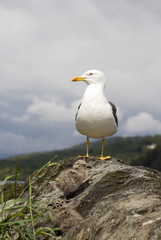 Lesser Black-backed Gull (Larus Fuscus) & Chicks 