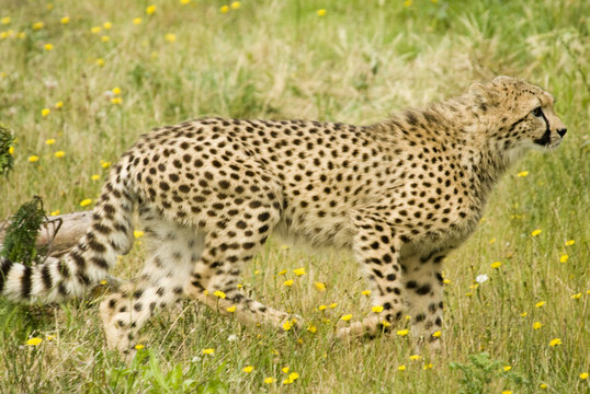 Cheetah (Acinonyx jubatus) - landscape orientation