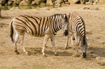Fototapeta na wymiar Damara Zebra (equus burchelli antiquorum) 