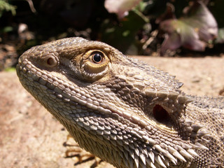 bartagame