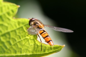 Petite guèpe sur feuille