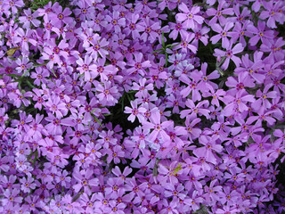 violet flowers for decoration over background