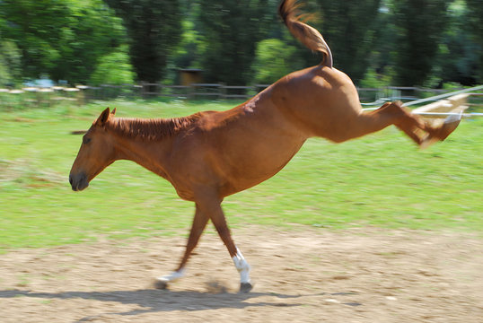 cheval faisant une ruade