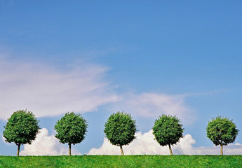 Obraz premium Summer landscape with five trees, the blue sky and clouds.