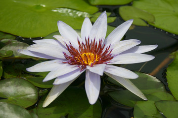 Water Lily
