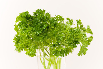 Fresh Parsley on the Water Pot