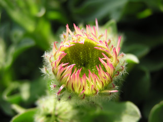 blooming chrysanthemum