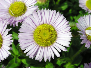 chrysanthemum in a garden