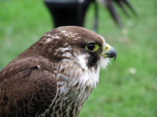 hawk portrait