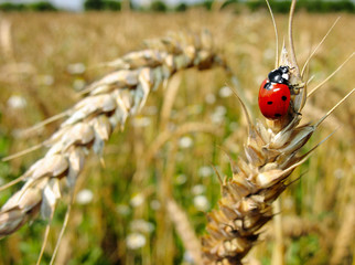 Insect  red ladybird.  Wheaten ear.