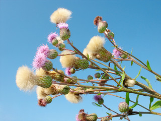 Bodyk field ( armour. Cirsium arvense). Weed. 