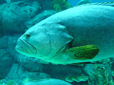 Poisson, Thailande