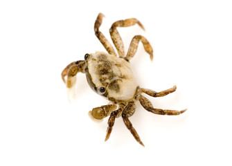 a Crab close up shot