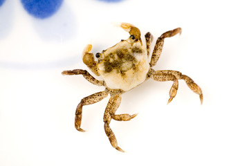 a Crab close up shot