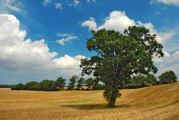 Fototapeta premium Stoppelfeld mit Eiche
