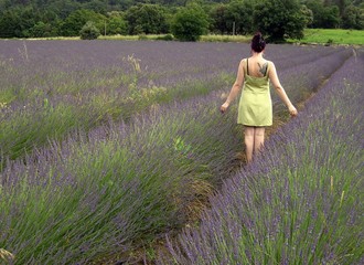 Lavendel 03
