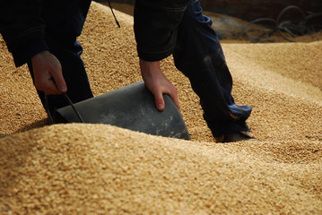 Farmer and grain - 3796574