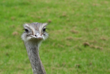Ostrich stare