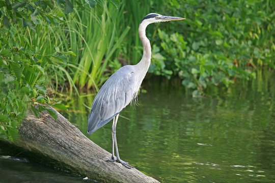 Great Blue Heron